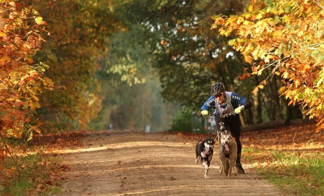 Schlittenhunderennen »Silberbergtrail« in der Wingst, © Adadriaans, pixabay.com