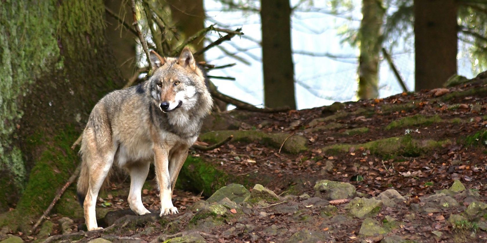 Fräulein Brehms Tierleben: Der Wolf, © jggrz über Pixabay