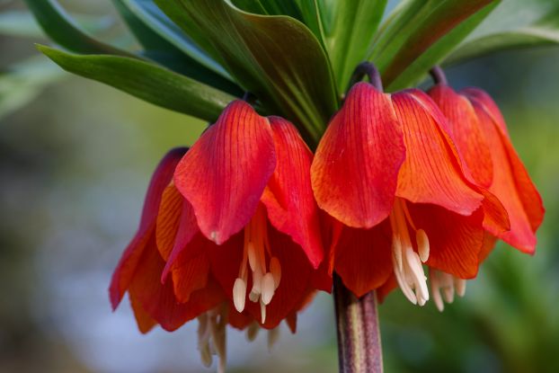 Kaiserkrone, &copy; Helge Masch