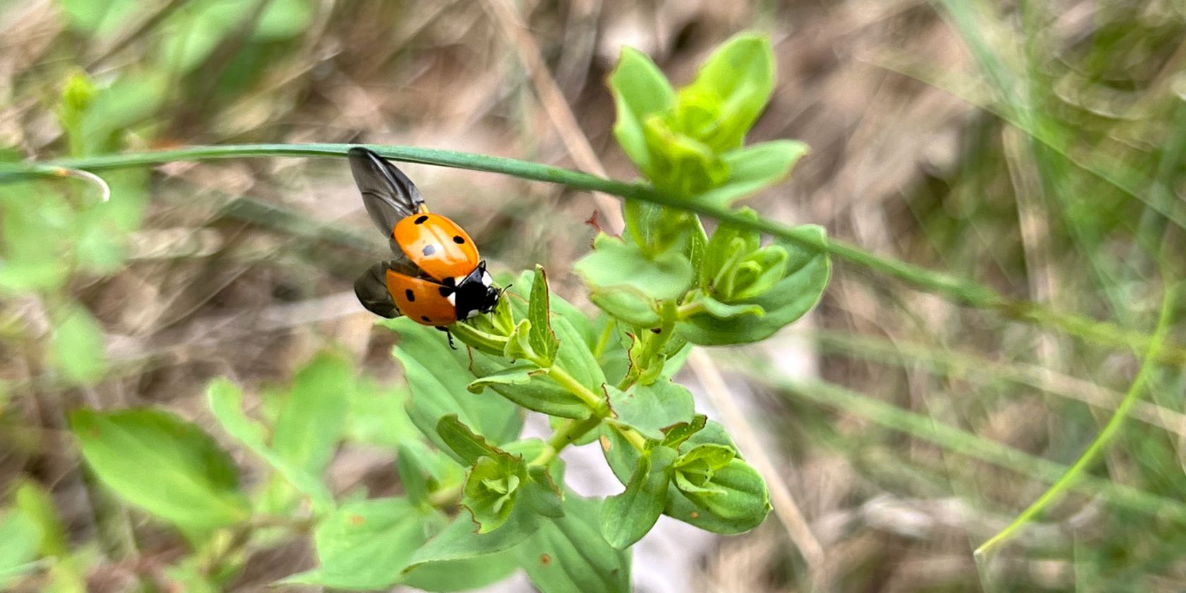 Aktionsmonat Naturerlebnis: Artenvielfalt vor der Haustür, © M. Schröder-Heidtmann