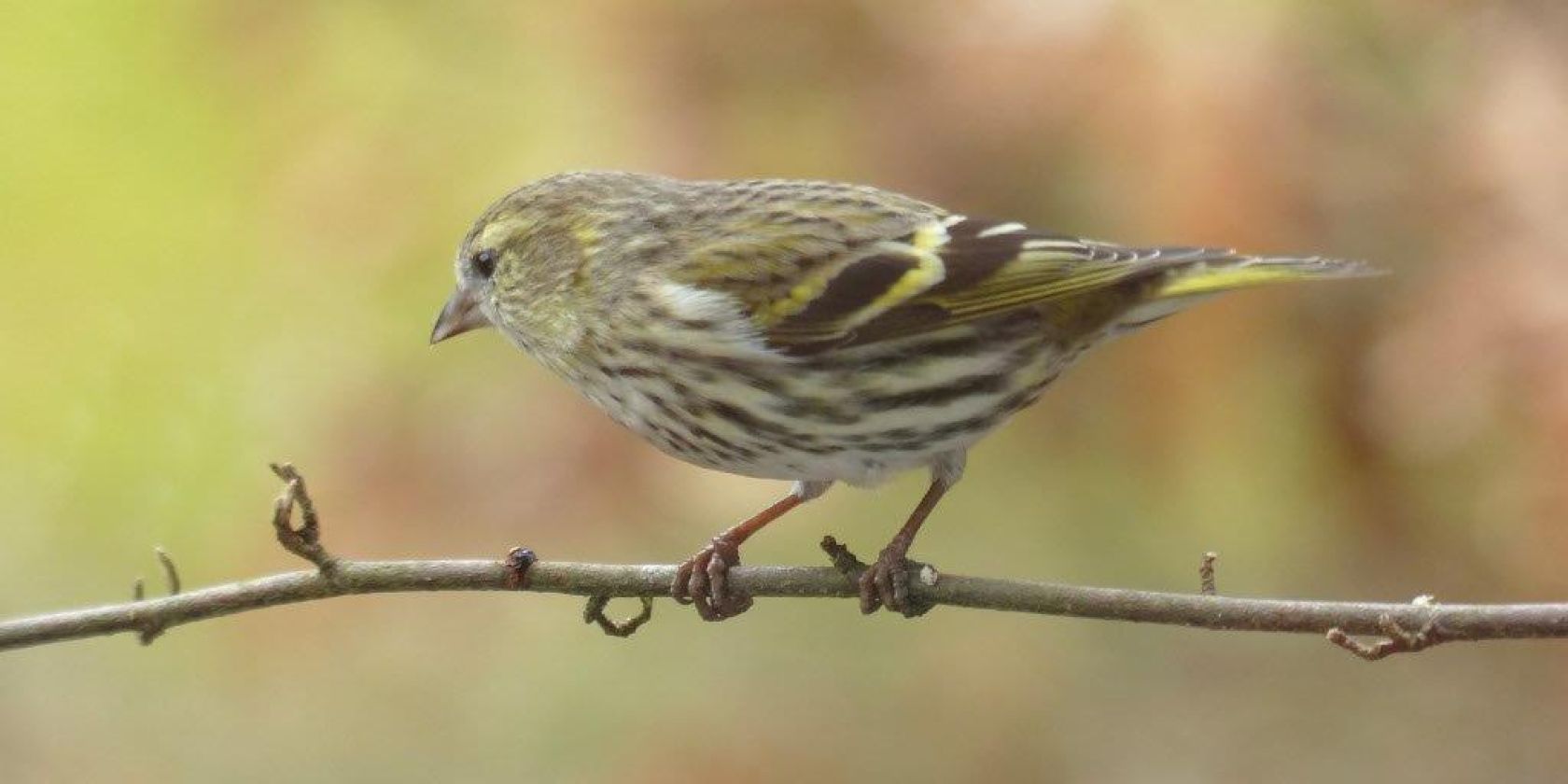 Erlenzeisig M&auml;nnchen, &copy; Monika Lohmann