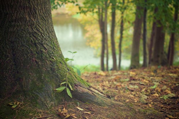 tree-569275_1920, © Image by DaveMeier from Pixabay