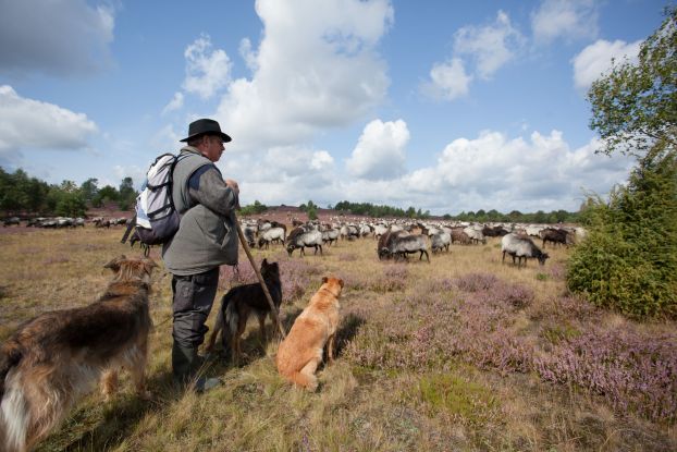 Besuch beim Schäfer und seiner Schnuckenherde, © Bispingen Touristik e.V.