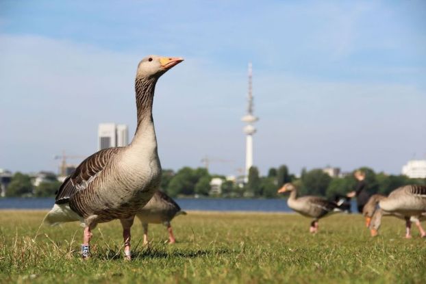 Gans Hamburg, © Simon Hinrichs