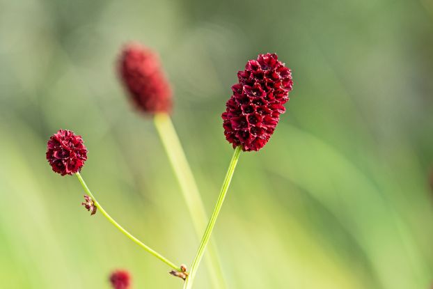 sanguisorba_officinalis_hermann_timman_1, © Hermann Timmann