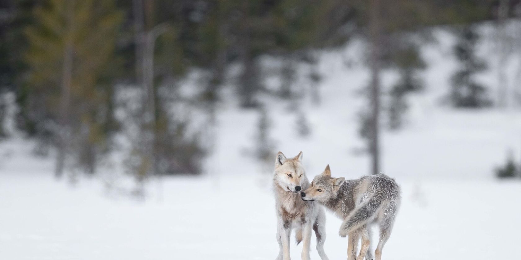 Ein Jahr unter Wölfen, © Oliver Larrey