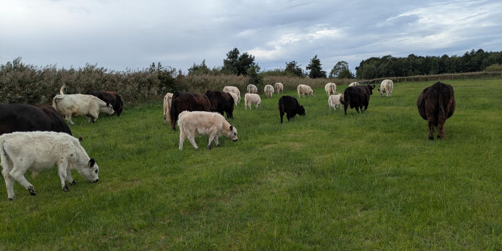 Galloway-Rinder auf den Fl&auml;chen des NSG's Wallnau., &copy; Lisa Dornhege