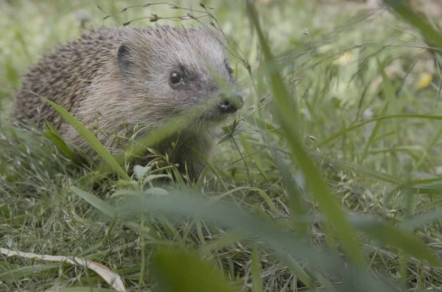 Willkommen in der Nachbarschaft, &copy; Heiko D. Groot