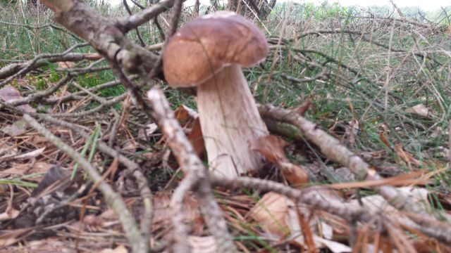 Pilze suchen und bestimmen, © Martina Borchardt