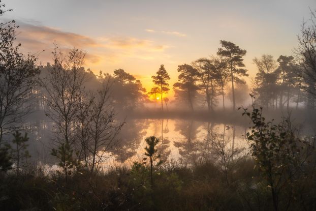 Abendwanderung durch das Pietzmoor, &copy; Christoph Engel