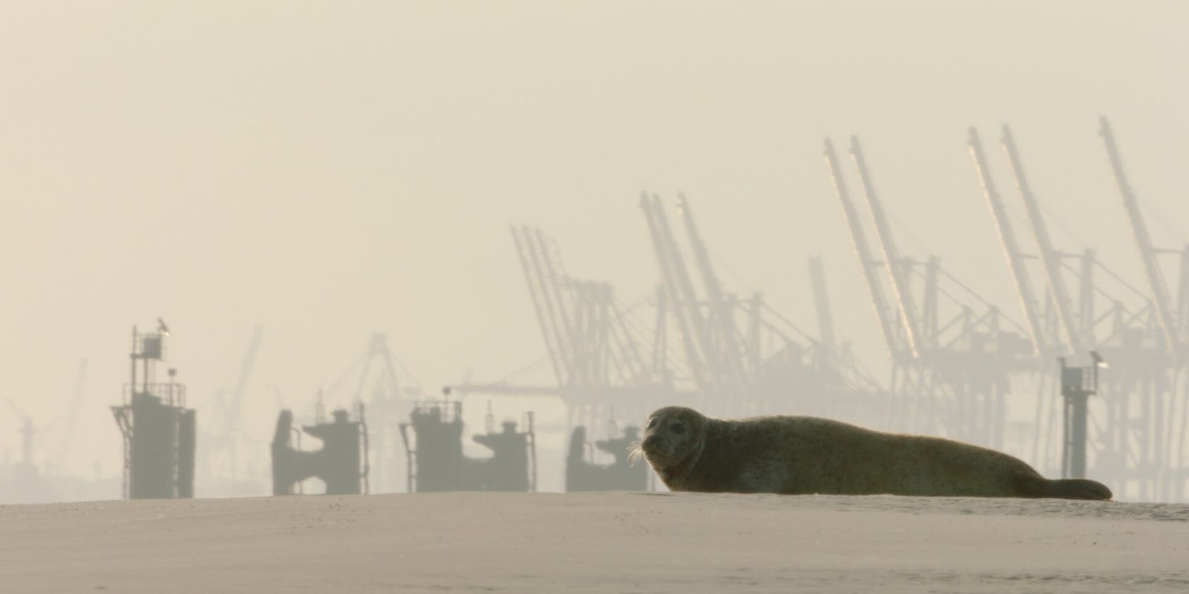 Tierisches Hamburg, © Doclights