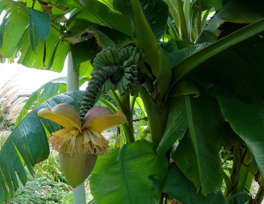 Faserbanane (Musa basjo), © HELGE MASCH .DE