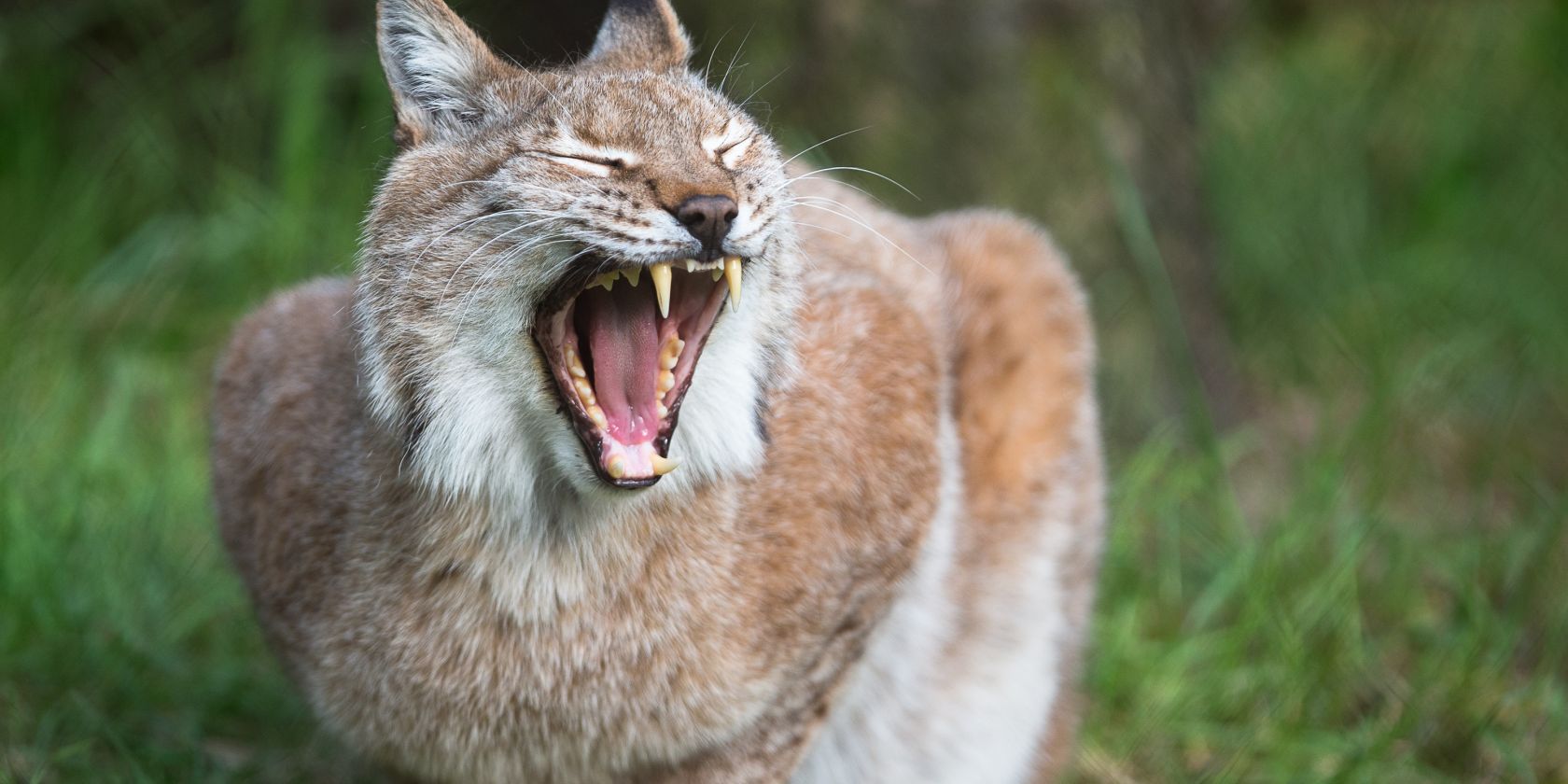 Happy Halloween im Wildpark Lüneburger Heide, © Wildpark Lüneburger Heide