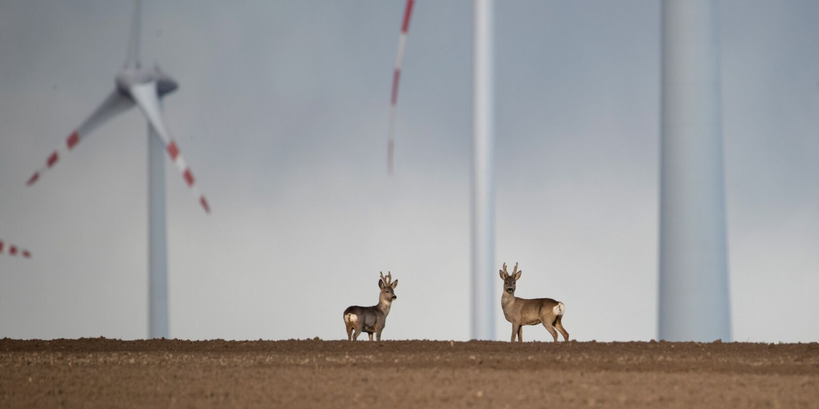 Wildnis 2.0, &copy; Patrick Centurioni