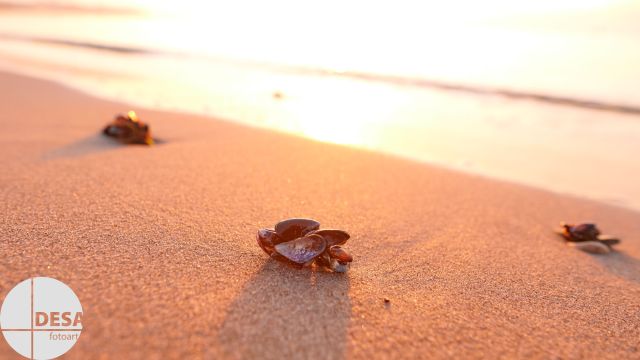 Strandgut_1, &copy; Detlev Sarau / DESAfotoart