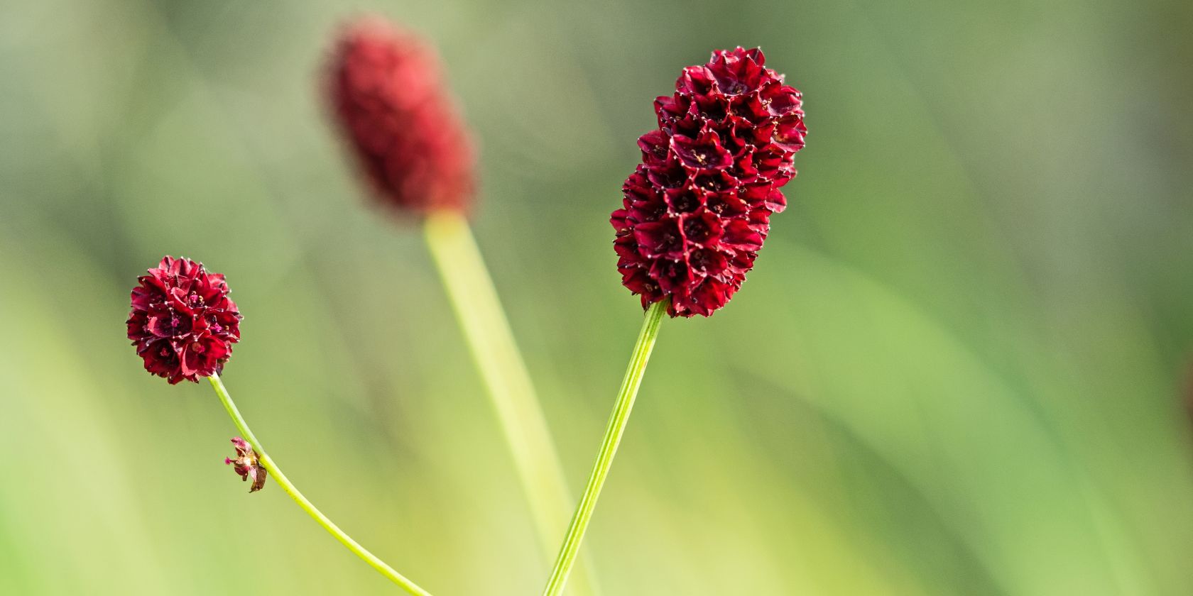 sanguisorba_officinalis_hermann_timman_1, &copy; Hermann Timmann
