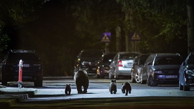 Baerenalarm, © Ein Film von Boas Schwarz