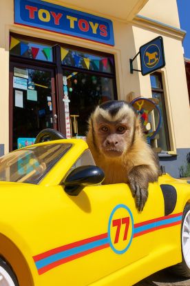 Akiko - der fliegende Affe, Quelle: Reservix