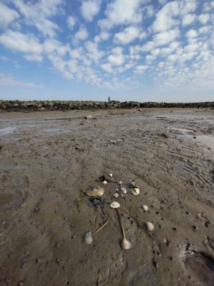 Woche der Natur: Wattenmeer im Wandel-Die Flora & Fauna des Watts im Zeichen der Klimaver&auml;nderung (Anmeldung &uuml;ber Woche der Natur in Niedersachsen), &copy; NPH