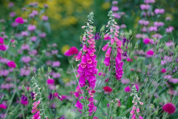 Keine Angst vor Giftpflanzen - Arboretum Ellerhoop, © HELGE MASCH .DE