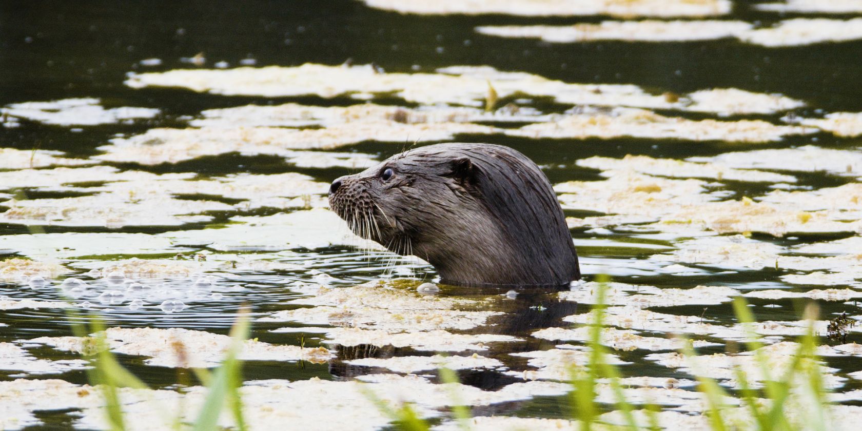 Der Otter - eine Legende kehrt zurück, © Hilco Jansma