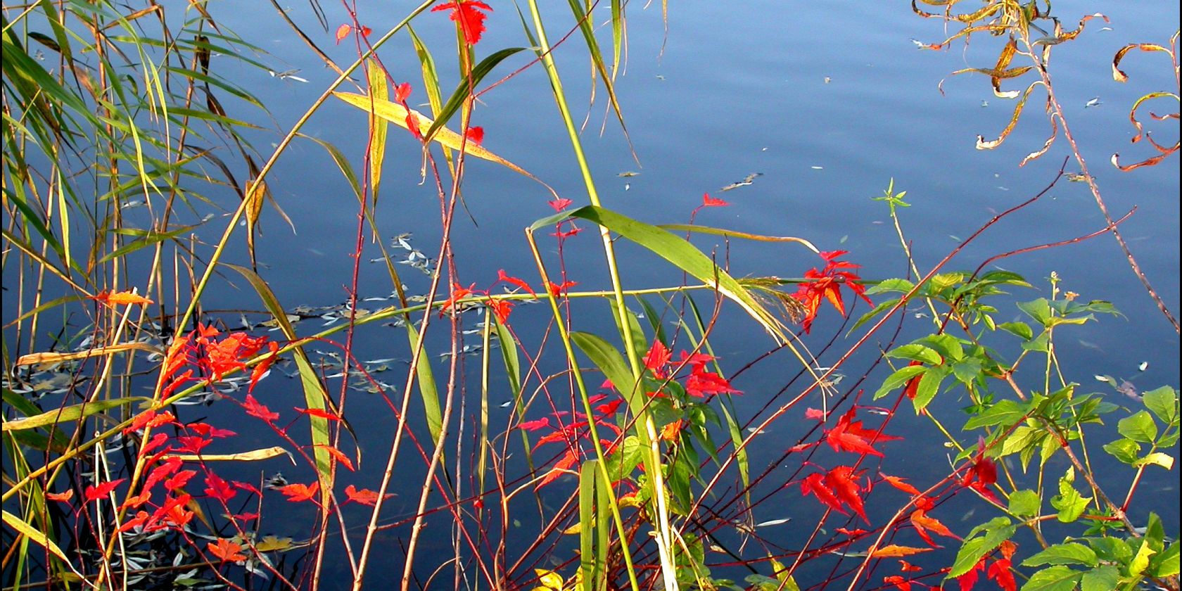 Laub am Wasser, © Hospizdienst Bergedorf e.V.