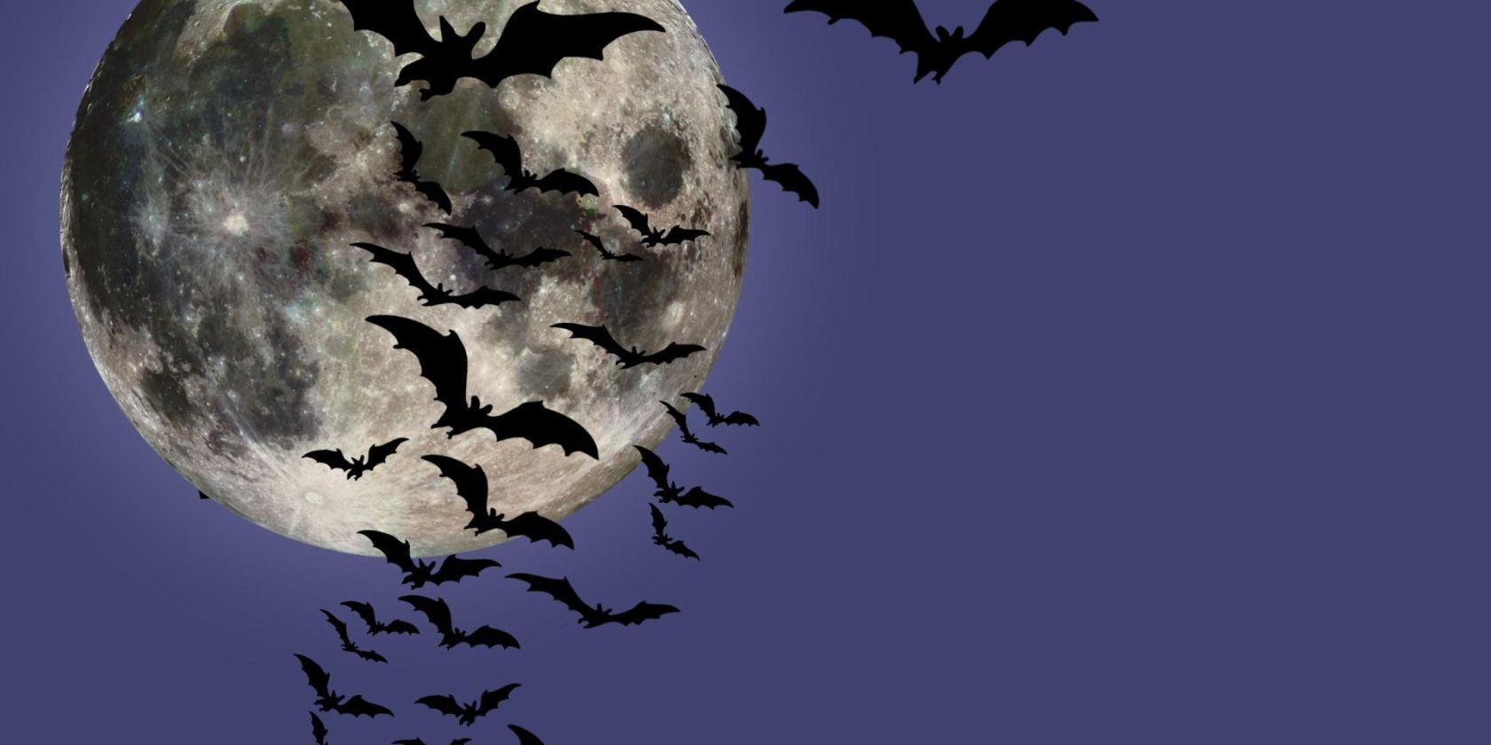 A swarm of bats before the full moon, &copy; Fledermaus-Zentrum GmbH