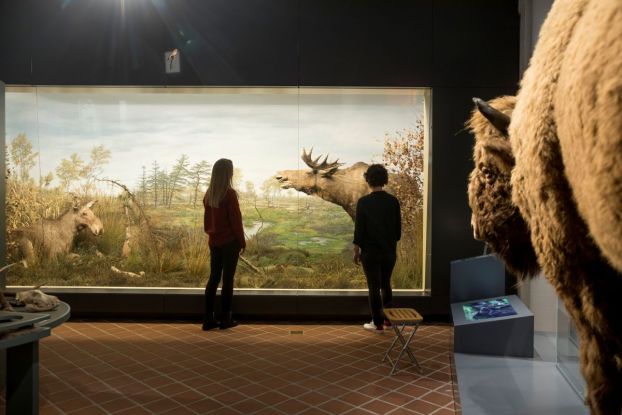 Naturabteilung in der Dauerausstellung des Ostpreußischen Landesmuseums, © Ostpreußisches Landesmuseum