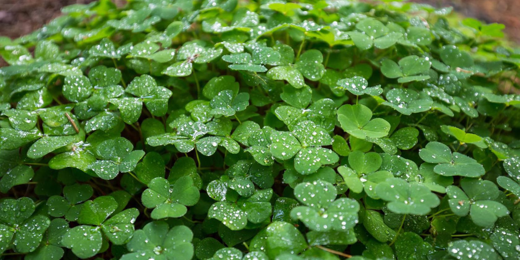 Gef&uuml;hrtes Waldbaden gem&auml;&szlig; Shinrin Yoku, &copy; Sigrid Wille