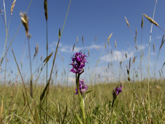 Orchidee, &copy; Franziska Titze