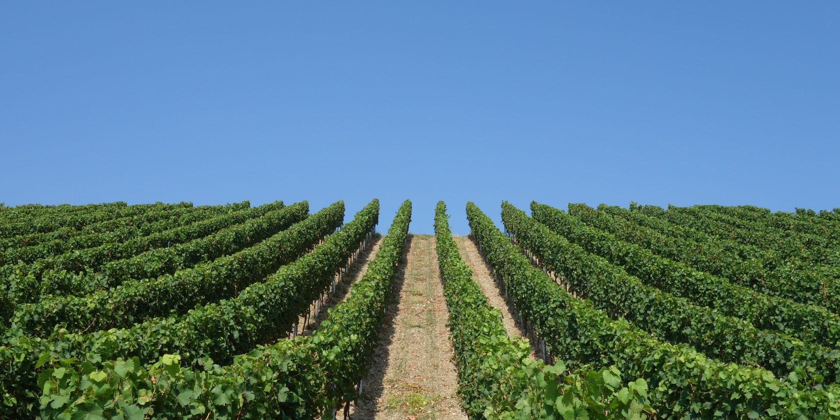 Weinberg, &copy; Torsten Fenz