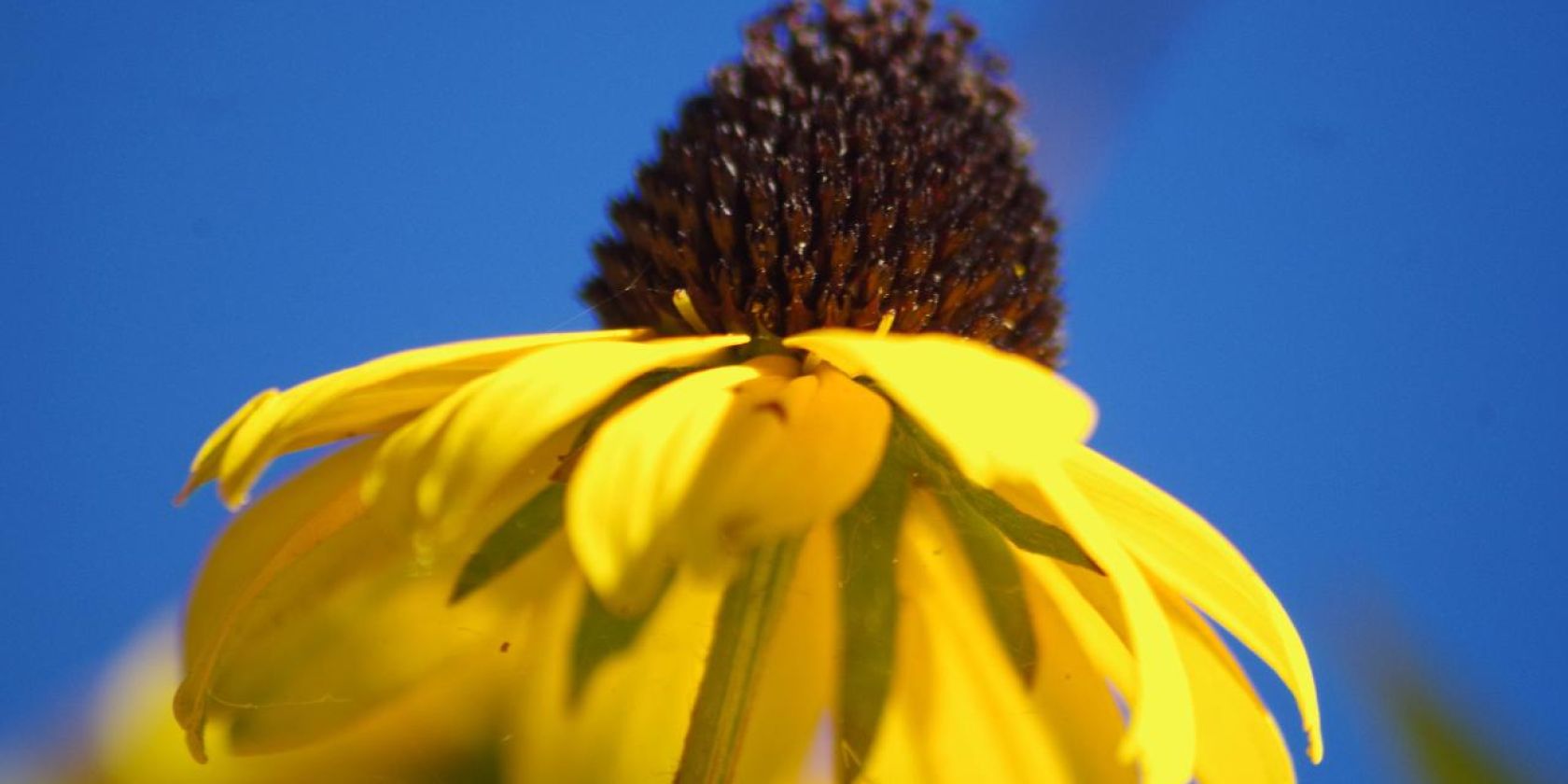 Blüte vom Sonnenhut, © Helge Masch