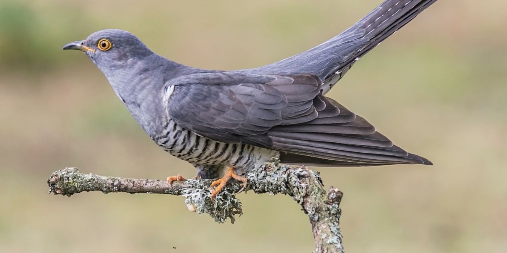 Vogelstimmen F&uuml;hrung, &copy; Stadt Bad Bramstedt