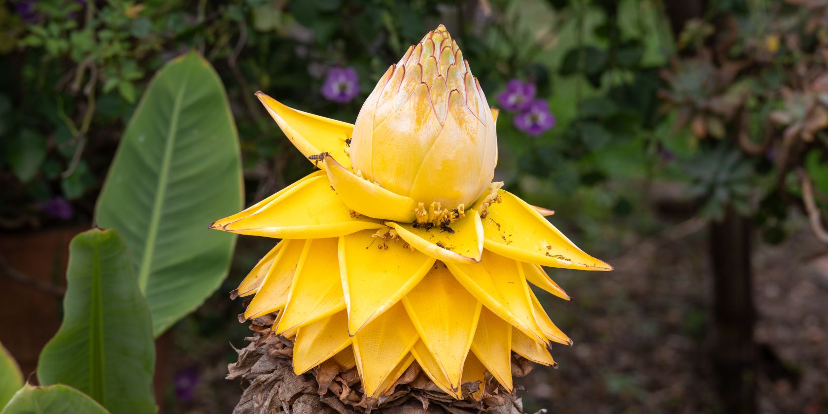 Goldene Lotus Banane, © Helge Masch