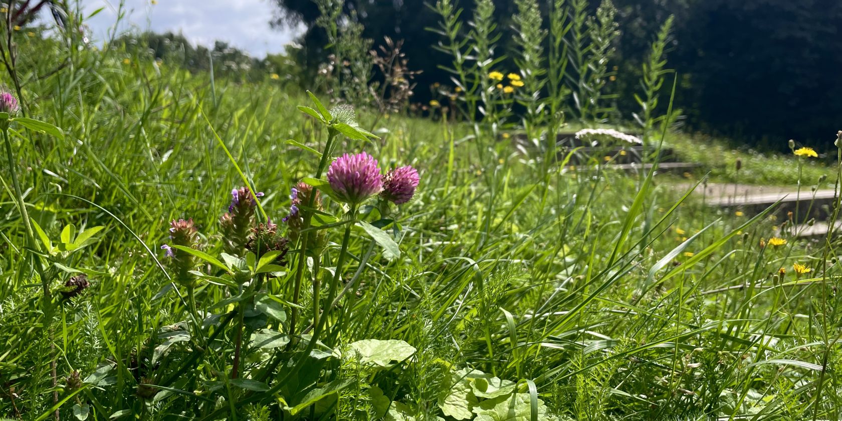 Wildkräuter Rotklee, © BA-Mitte