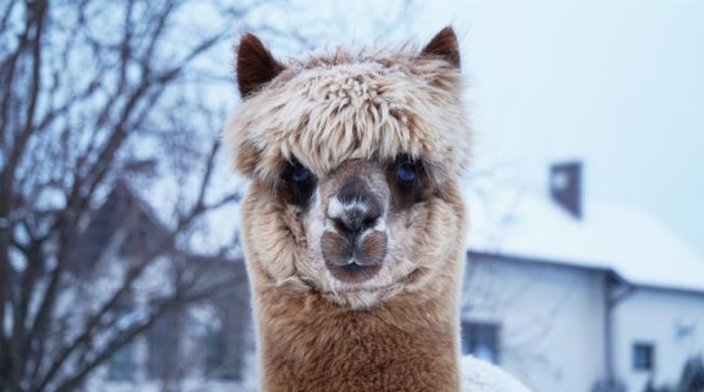 winterliche Alpaka-Wanderung, Quelle: Reservix