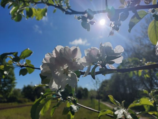 Apfelbl&uuml;ten im Gegenlicht, &copy; Frigga Kruse