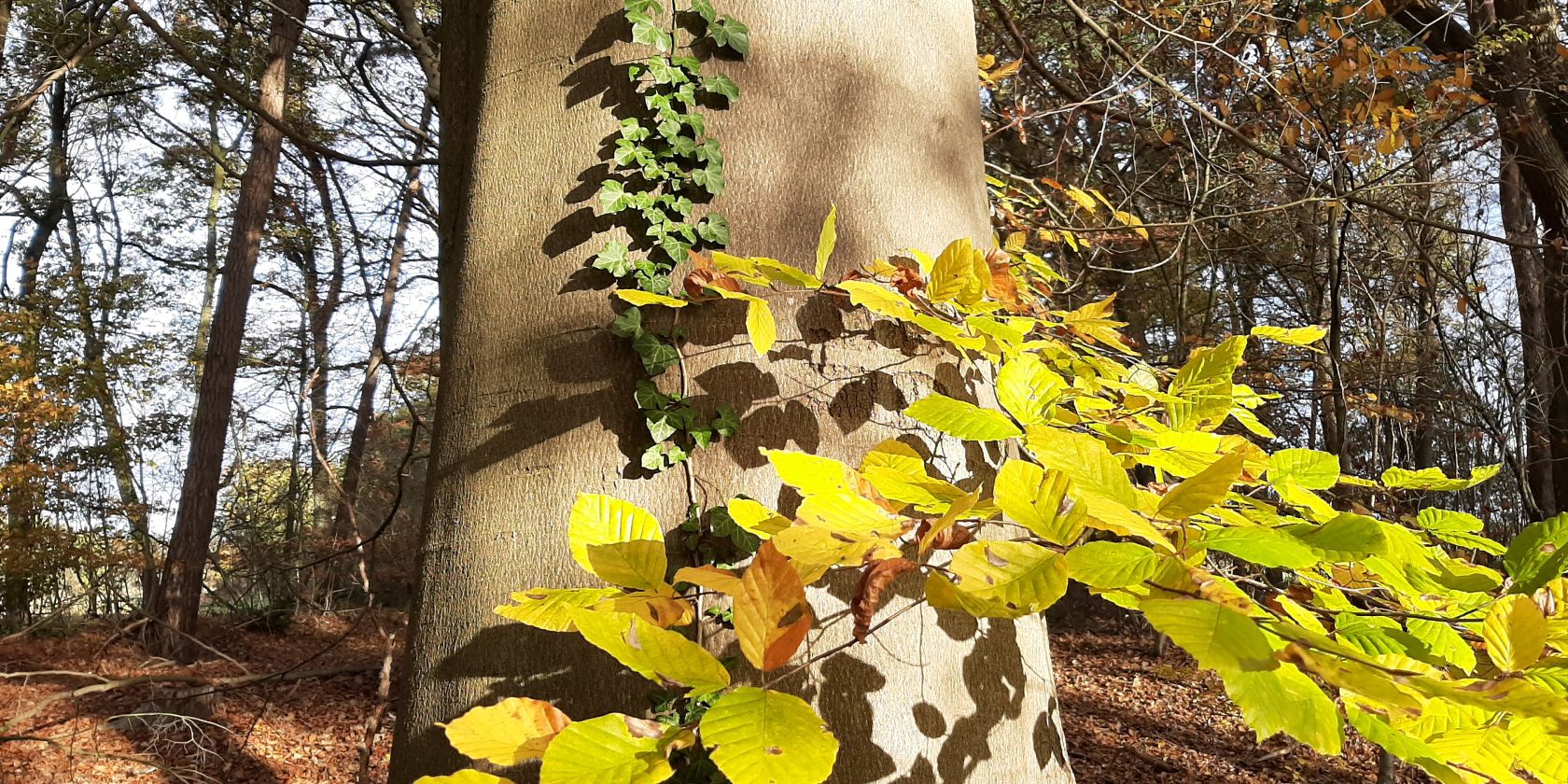 Herbstwald_gehstein, © gehstein