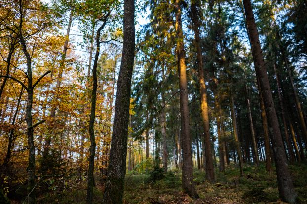 Waldbaden tut gut, &copy; Naturpark Aukrug e.V.