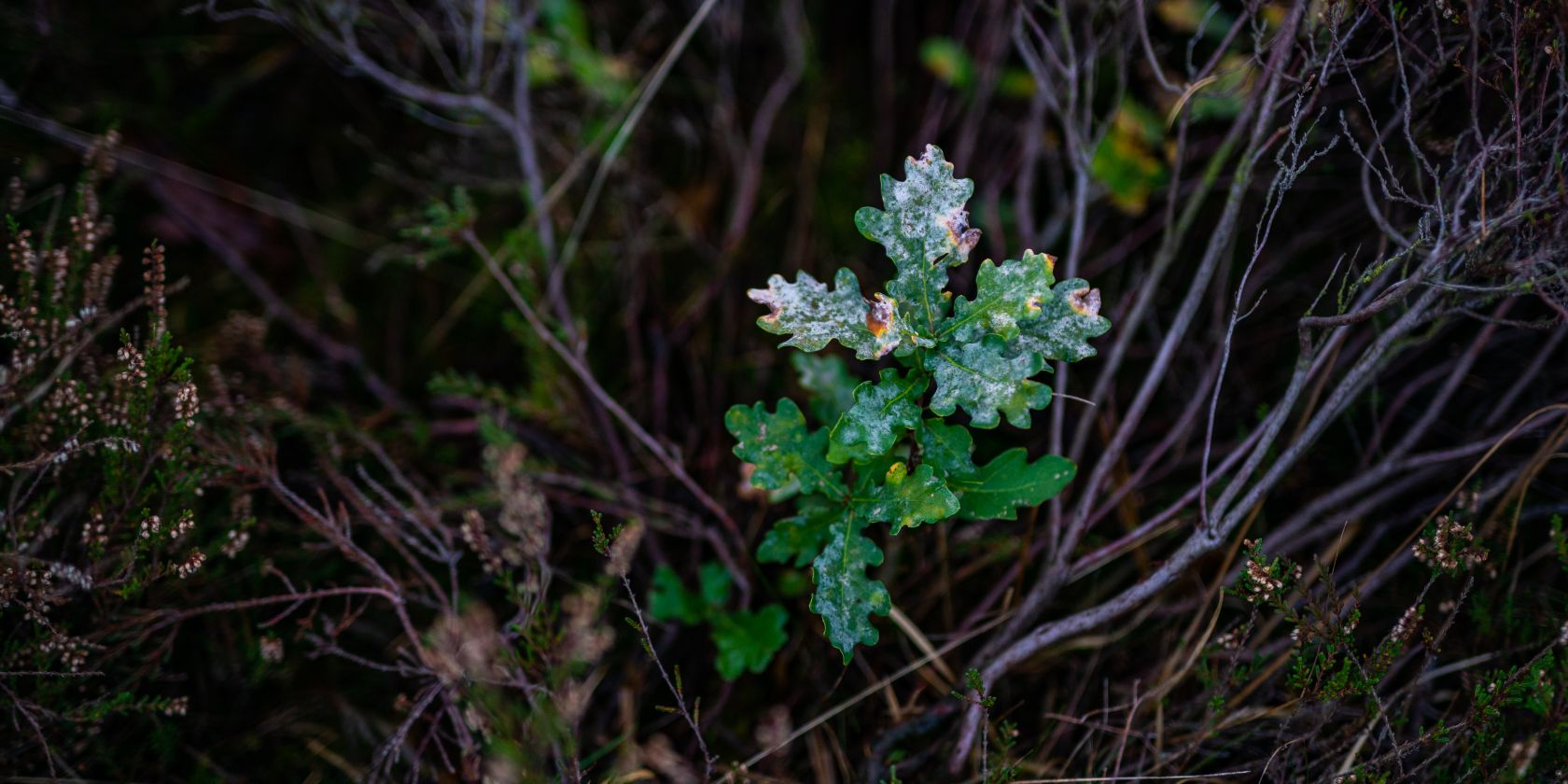 Wald mal anders, &copy; Naturpark Aukrug e.V.