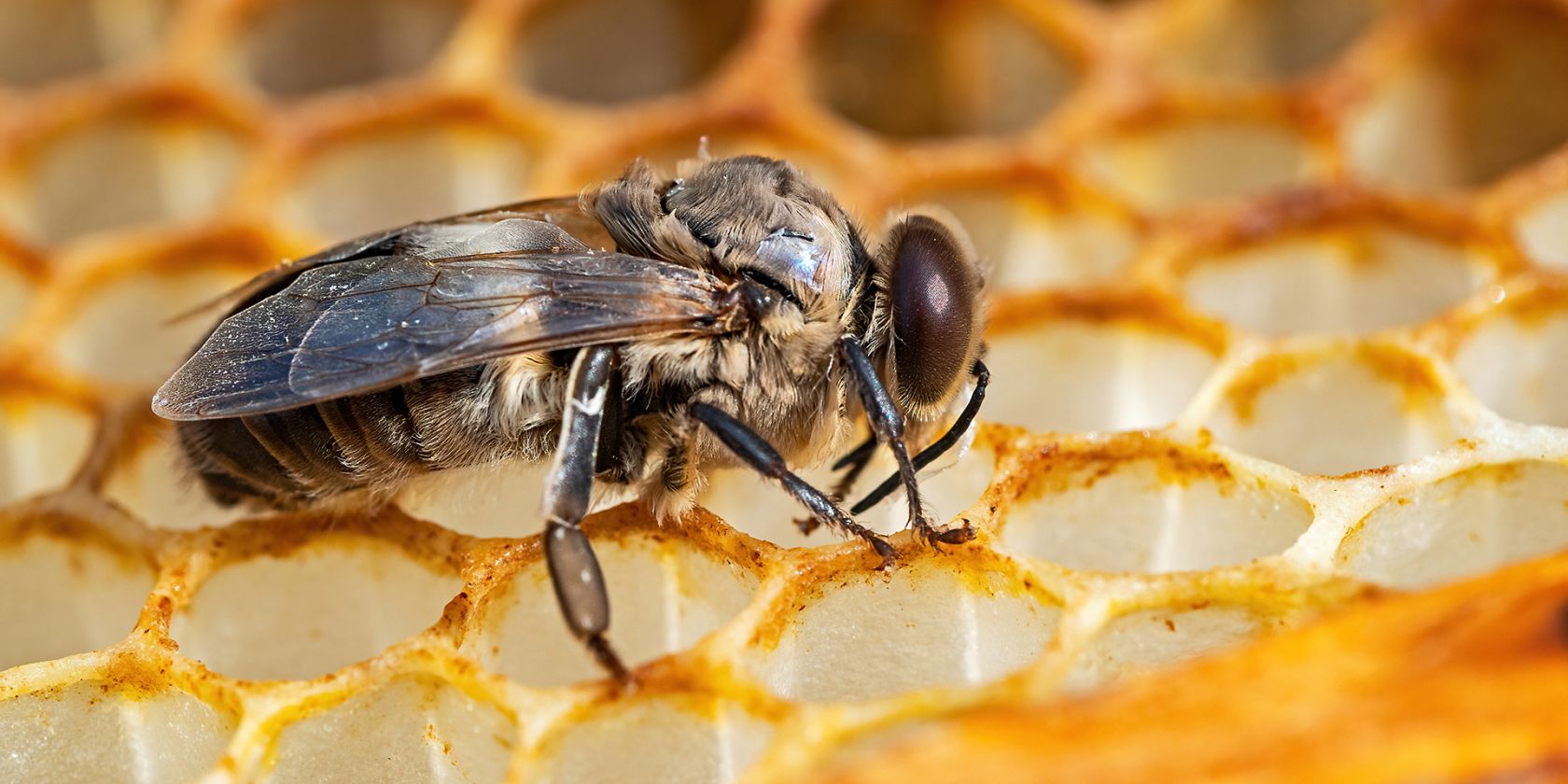 Honigbiene auf der Wabe, &copy; Hermann Timmann