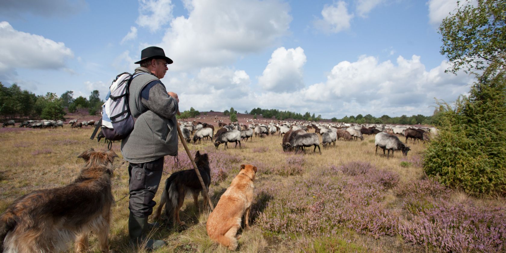 Besuch beim Schäfer und seiner Schnuckenherde, © Bispingen Touristik e.V.