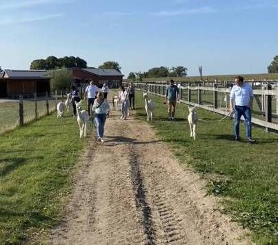 Alpakawanderung der AlpaSuri GbR, &copy; AlpaSuri GbR