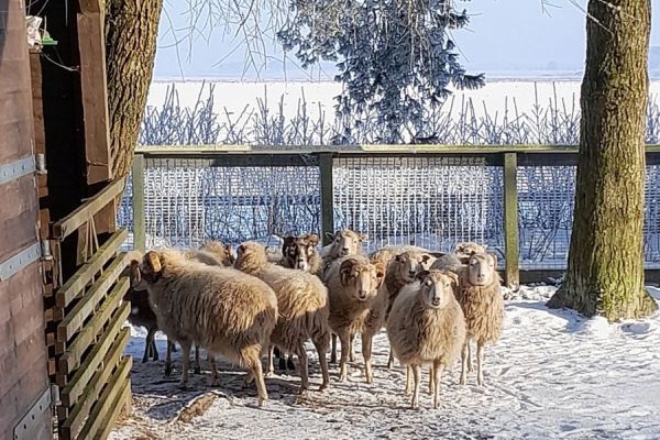 Tierischer Winterspaziergang, © Natureum