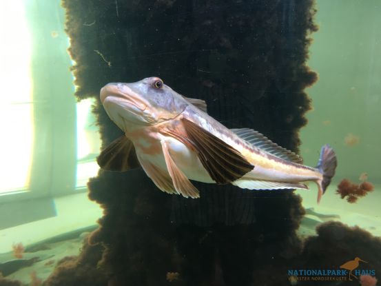 öffentliche Aquarienfütterung, immer Mittwochs um 15.30 Uhr, ohne vorherige Anmeldung, © NPH