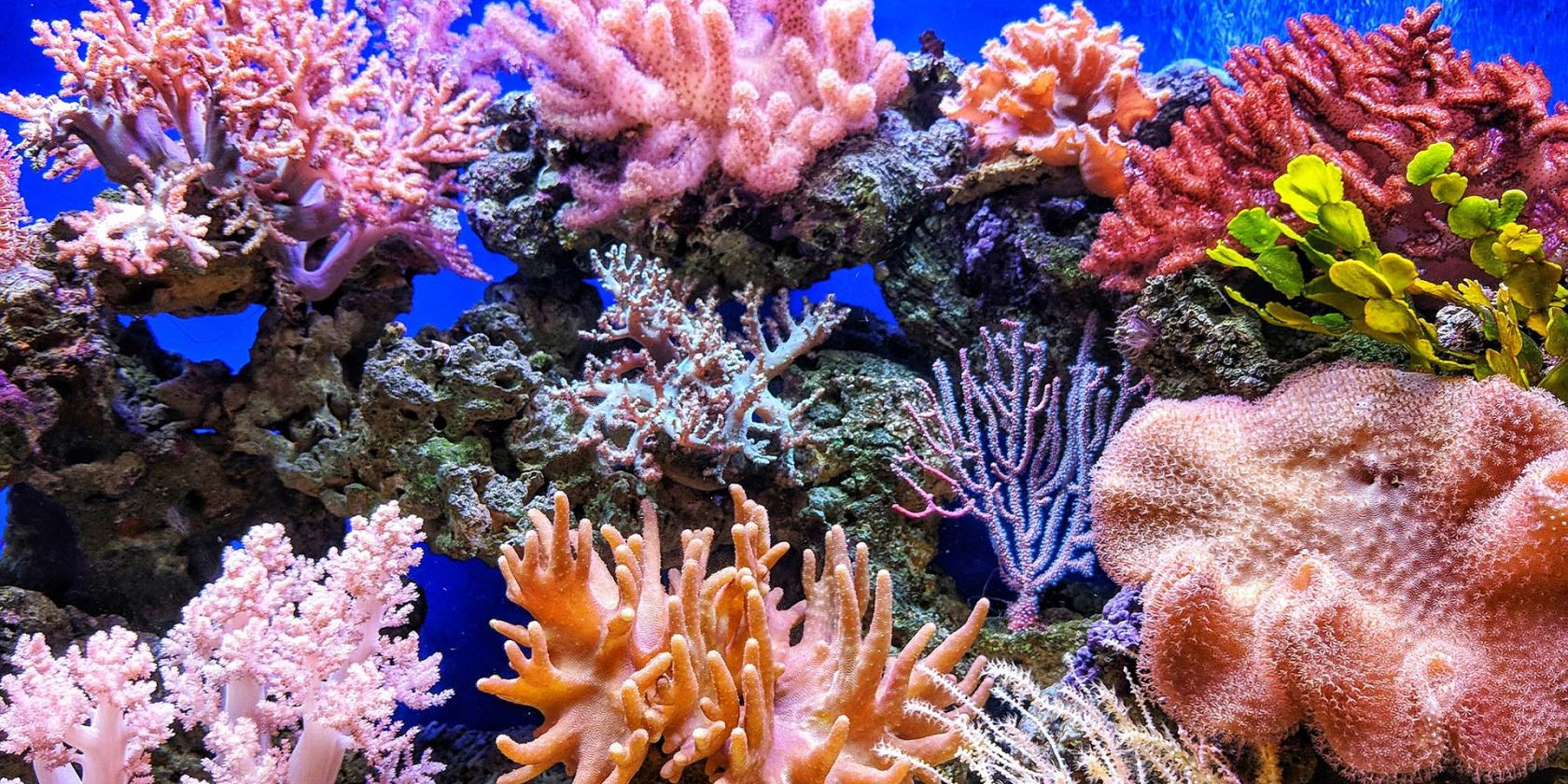 Wunderwelt Korallenriff, &copy; quinguyen/unsplash