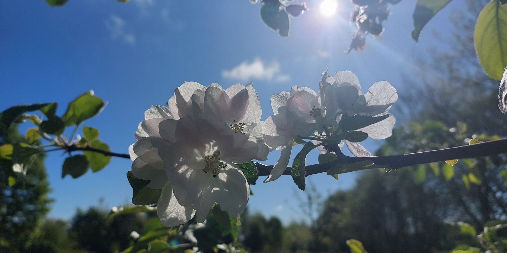 Apfelbl&uuml;ten im Gegenlicht, &copy; Frigga Kruse