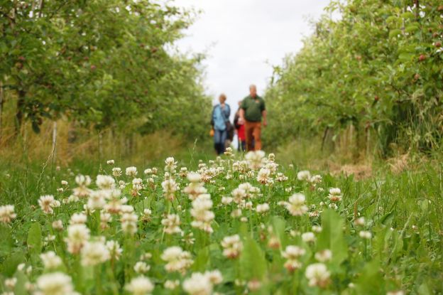 &Ouml;ffentliche Obsthofwanderung auf dem Herzapfelhof, &copy; Herzapfelhof