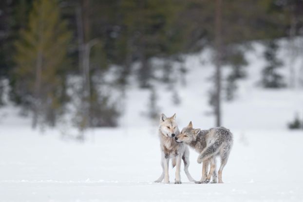 Ein Jahr unter Wölfen, © Oliver Larrey