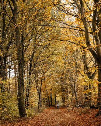 indian-summer-wald, &copy; &copy; Stadt Wahlstedt